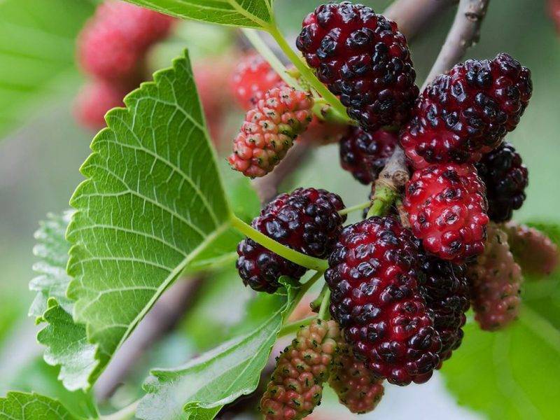 Шелковица купить саженцы из питомнике в Энергодаре