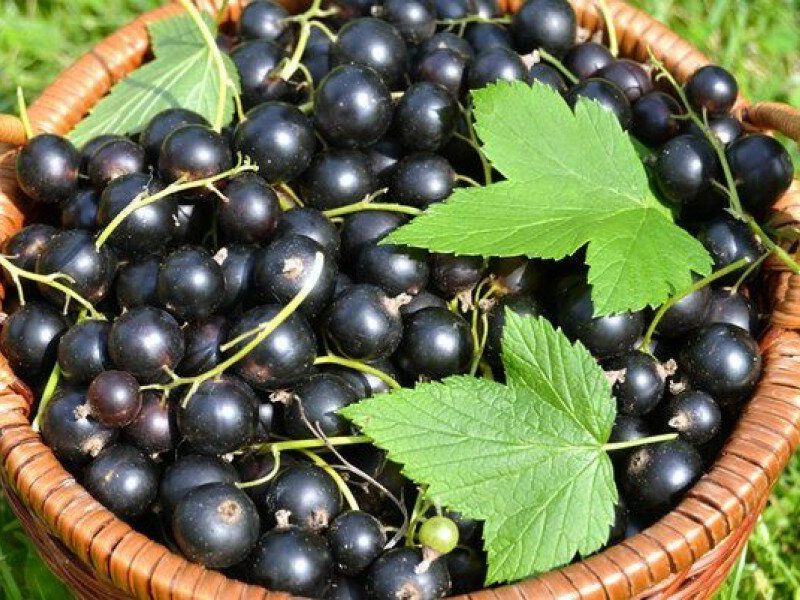 Смородина купить саженцы из питомника в Энергодаре