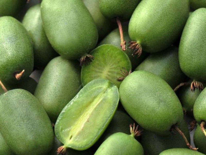 Актинидия купить саженцы из питомнике в Энергодаре
