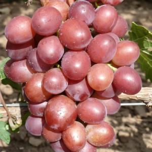 Виноград "ПРИМА"